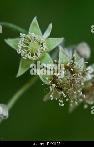 Knospe, Keim, Trieb, Triebspitze, schießen, Young schießen, Bluete, Blüten, Blüte, Rubus Idaeus Stockfoto
