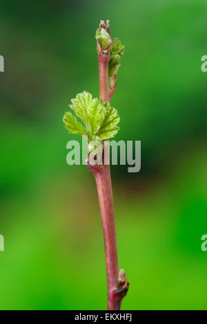 Knospe, Keim, Trieb, Triebspitze, schießen, Young schießen, Bluete, Blüten, Blüte, Rubus Idaeus Stockfoto