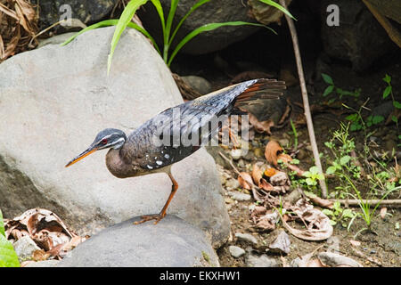 Sunbittern (Eurypyga Helias) alleinstehenden Fütterung entlang Berg Fluss, Costa Rica, Mittelamerika Stockfoto