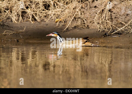 pantropisch (Heliornis Fulica) Erwachsenen schwimmen auf Berg Fluss, Costa Rica, Mittelamerika Stockfoto