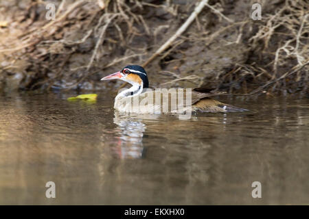 pantropisch (Heliornis Fulica) Erwachsenen schwimmen auf Berg Fluss, Costa Rica, Mittelamerika Stockfoto