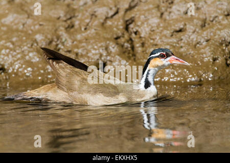 pantropisch (Heliornis Fulica) Erwachsenen schwimmen auf Berg Fluss, Costa Rica, Mittelamerika Stockfoto