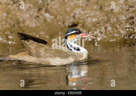 pantropisch (Heliornis Fulica) Erwachsenen schwimmen auf Berg Fluss, Costa Rica, Mittelamerika Stockfoto