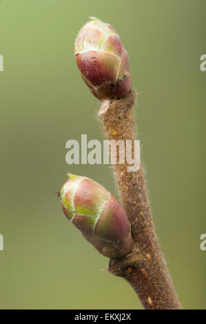 Knospe, Bud, Trieb, Triebspitze, schießen, schießen junge, Bluete, Blossom, Bloom, Salix Alba Stockfoto