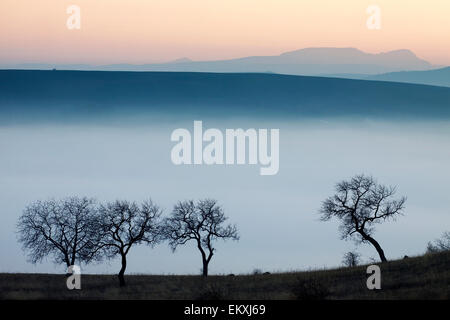 Bäume im nebligen Herbst Sonnenuntergang Stockfoto