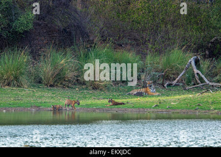 Bengal-Tiger Familie am Ufer des Rajbaug Sees in der Nähe von alten Jagd Palast, Ranthambhore Wald, Indien. [Panthera Tigris] Stockfoto