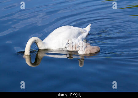 Höckerschwan (Cygnus Olor) Erwachsenen Fütterung mit zwei Cygnets in der Nähe, Kopenhagen, Dänemark Stockfoto