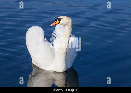 Höckerschwan (Cygnus Olor) Männchen schwimmen auf dem Wasser, Kopenhagen, Dänemark Stockfoto