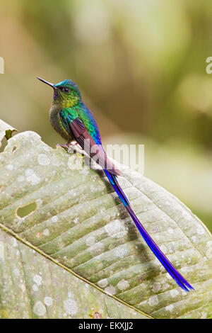 Violett-tailed Sylph Kolibri (Aglaiocercus Coelestis) Männchen thront auf tropischen Blatt im Regenwald, Anden, Ecuador Stockfoto