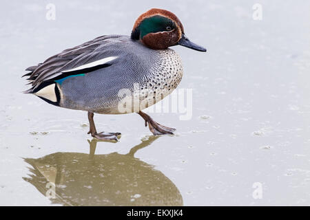 Eurasische Krickente (Anas Vogelarten) erwachsenen männlichen stehen auf gefrorenem Wasser, Norfolk, England, UK Stockfoto