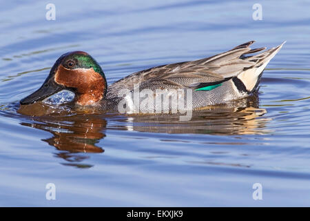 Grün – geflügelte Krickente (Anas Carolinensis) Erwachsenen Drake schwimmen auf Wasser, Florida, USA Stockfoto