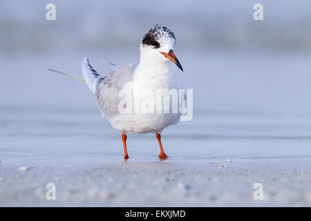 Forster Seeschwalbe (Sterna Forsteri) Erwachsene im Winter Gefieder stehen am Strand, Florida, USA Stockfoto