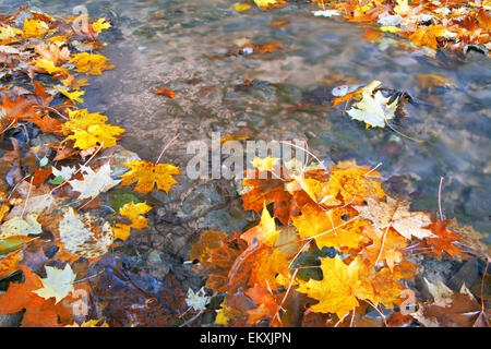 Bach im Herbstwald Stockfoto