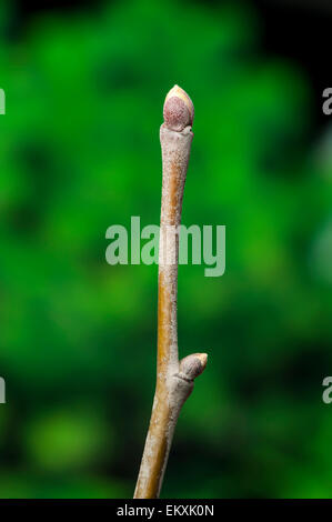 Tilia Tomentosa, Silber-Linde, Silber Kalk, Silber-Linden, Knospe, Bud, Trieb, Triebspitze, schießen, schießen junge, Bluete, Blossom, Bloom Stockfoto