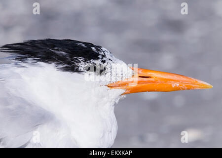 Königliche Seeschwalbe (Thalasseus Maximus) Erwachsene im Sommer Gefieder, am Strand, Florida, USA Stockfoto