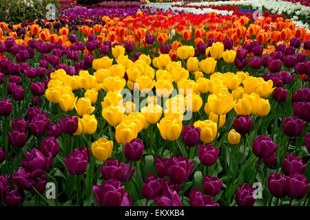 WASHINGTON - Tulpen blühen in einem Demo-Garten am RoozenGaarde Birne Farm im Skagit Valley in der Nähe von Mount Vernon. Stockfoto