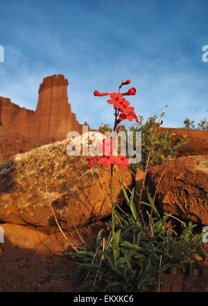 leuchtend rote Wildblumen vor roten Felsen Fisher Towers in Süd-Utah Stockfoto