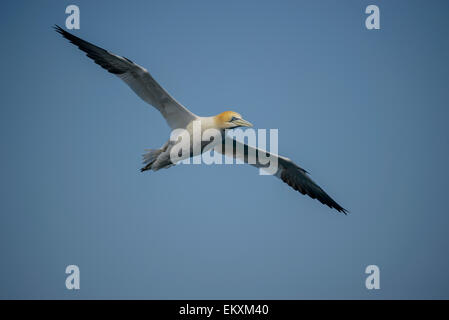 Ein Basstölpel Sula Bassana Morus Bassanus auf der Flucht vor einem strahlend blauen Himmel. Querformat mit Exemplar. Stockfoto