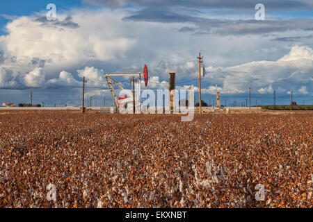 Ein Bohrschwengels am Ölquelle und Fracking-Standort befindet sich im Baumwollfeld in Shafter. Kern County, Kalifornien Stockfoto