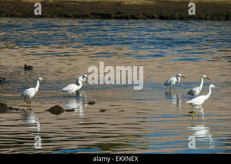 Snowy Reiher in Ballona Creek, Los Angeles, Kalifornien, USA Stockfoto