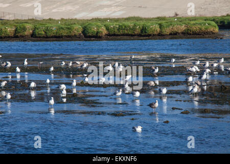 Möwen im Ballona Creek, Los Angeles, California, USA Stockfoto