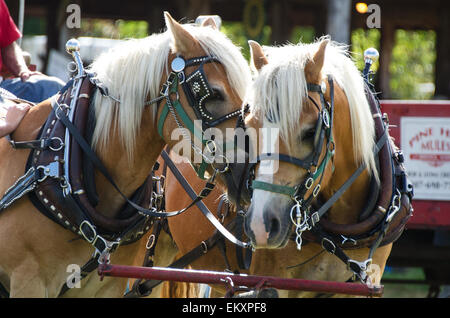 Zwei Haflingerpferde ziehen eine Wagon Fahrt beschnuppern einander auf der Common Ground Messe, Einheit, Maine. Stockfoto