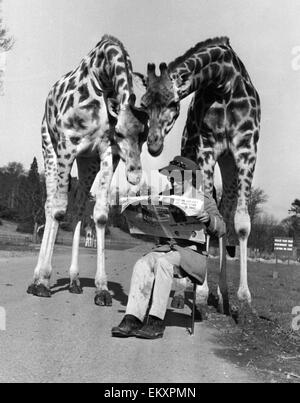 Bill Thompson 27 von Stirling nimmt eine ungewöhnliche Stop zum hinsetzen & lesen seine Kopie der Daily Record, Blair Drummond Safari & Freizeitpark in der Nähe von Stirling in Schottland 14. März 1971. Die Zeitung Daily Record, ein muss im Tierreich als Tes lesen Stockfoto