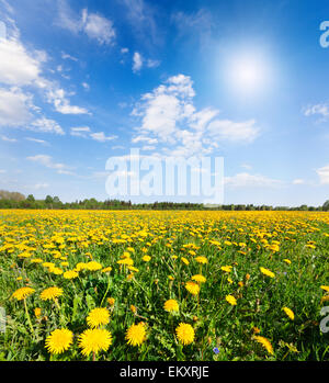 Gelbe Blumen Hügel unter blauen Wolkenhimmel Stockfoto