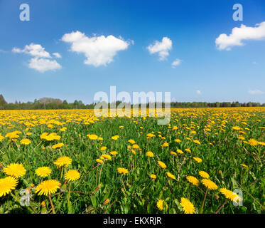 Gelbe Blumen Hügel unter blauen Wolkenhimmel Stockfoto