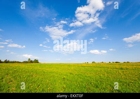 Gelbe Blumen Hügel unter blauen Wolkenhimmel Stockfoto