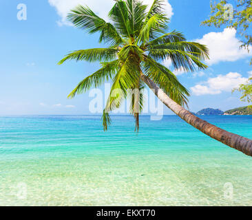 Meer und Kokosnuss Palmen Stockfoto