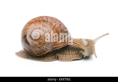 Schnecke, die isoliert auf weißem Hintergrund Stockfoto