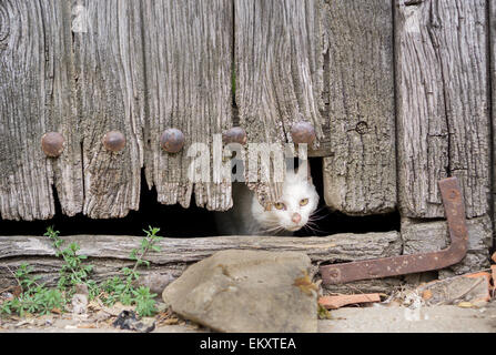 Verletzte Katze durch alte Holztür Loch Stockfoto