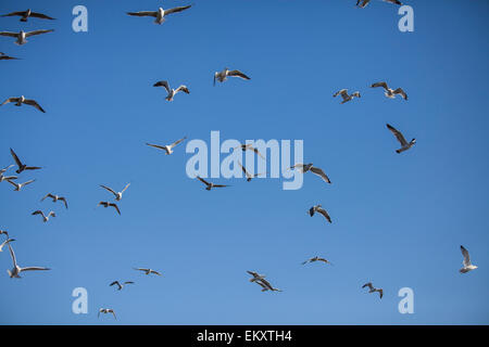 Möwen im Ballona Creek, Los Angeles, California, USA Stockfoto