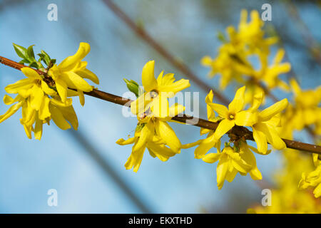 Forsythien, einem schönen Frühling Busch mit gelben Blüten Stockfoto