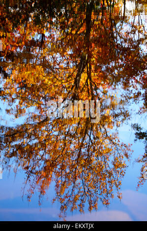 Das hintergrundbeleuchtete Laub der Zucker-Ahorn (Acer Saccharum) spiegelt sich im Wasser eines Baches auf Mount Desert Island, Maine. Stockfoto