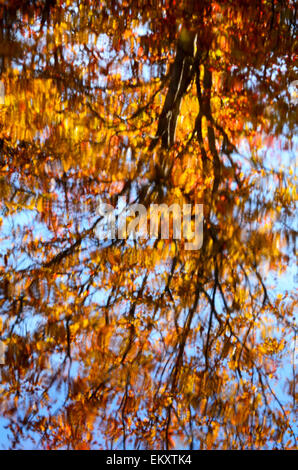 Das hintergrundbeleuchtete Laub der Zucker-Ahorn (Acer Saccharum) spiegelt sich im Wasser eines Baches auf Mount Desert Island, Maine. Stockfoto