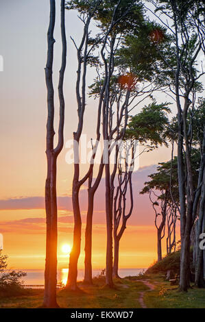 Sonnenaufgang in einen Buchenwald an der Ostsee Stockfoto