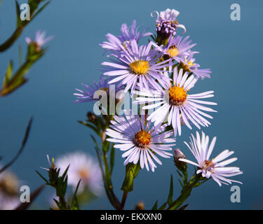 Lila Blüten in Neuengland-Aster (Symphyotrichum Novae-Angliae). Stockfoto