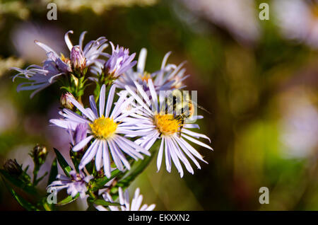 Eine Honigbiene landet auf einer Neuengland-Aster-Blüte, Maine. Stockfoto