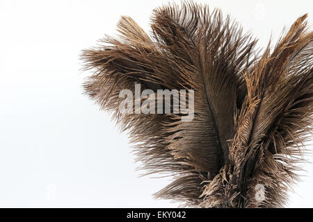 Staubwedel Strauß (Struthio Camelus) hautnah auf weißem Hintergrund Stockfoto