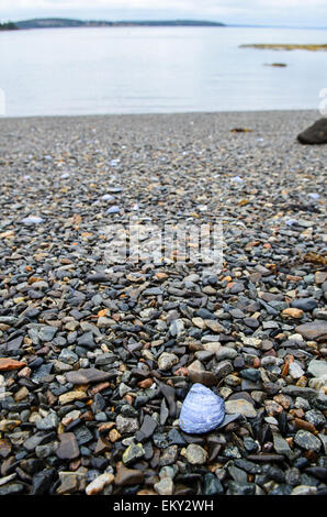 Eine blaue Muschelschale liegt an einem steinigen Strand, Mount Desert Island, Maine. Stockfoto