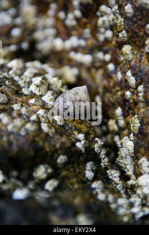 Nahaufnahme der gemeinsamen Immergrün und Northern Rock Seepocken auf einem Granit-Pier, Maine. Stockfoto