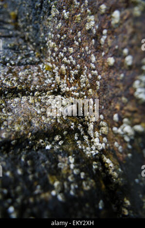 Nahaufnahme des gemeinsamen Immergrün und Northern Rock Seepocken auf einem Granit-Pier, Maine. Stockfoto