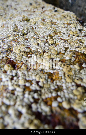 Nahaufnahme von Northern Rock Entenmuscheln (Semibalanus Balanoides) auf einem Granit-Pier, Maine. Stockfoto