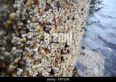 Nahaufnahme des gemeinsamen Immergrün und Northern Rock Seepocken auf einem Granit-Pier, Maine. Stockfoto