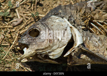 Getrocknete Kadaver toter Fische auf getrocknete Bett Feuchtgebiet während der schweren Dürre im mittleren Westen Spaniens Stockfoto