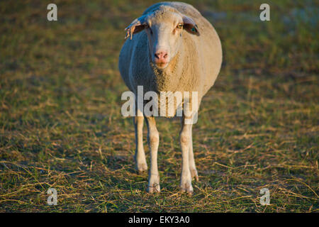 Ein Foto von einer einsamen Schafbeweidung auf Wiesen der Valdesalor, Caceres, Spanien Stockfoto