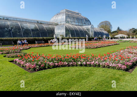 Blühende Frühlingsblumen vor dem Palm House in den Kew Gardens, London England Großbritannien Stockfoto