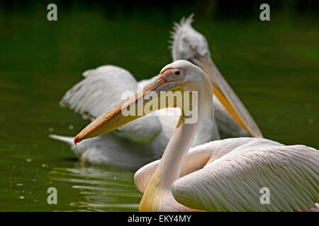 Große oder Eastern White Pelikan (Pelecanus Onocrotalus) Nahaufnahme Stockfoto